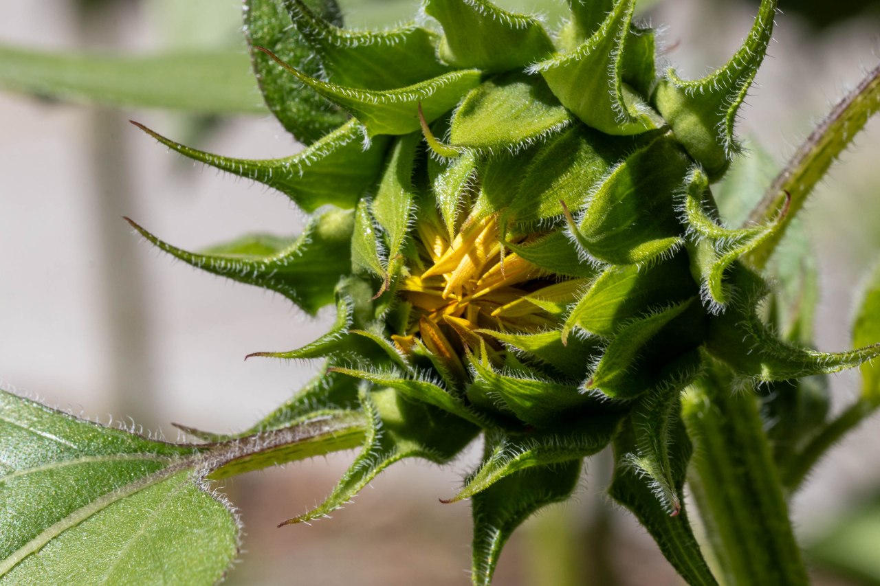 Budding Sunflower